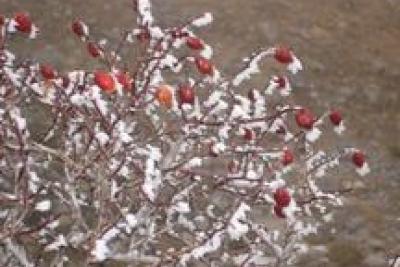 Agrandir l'image 6 sur 7, fenêtre modale