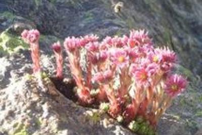 Agrandir l'image 7 sur 7, fenêtre modale