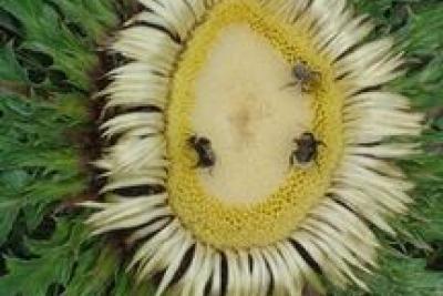 Agrandir l'image 3 sur 7, fenêtre modale