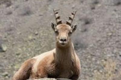 Agrandir l'image 10 sur 10, fenêtre modale