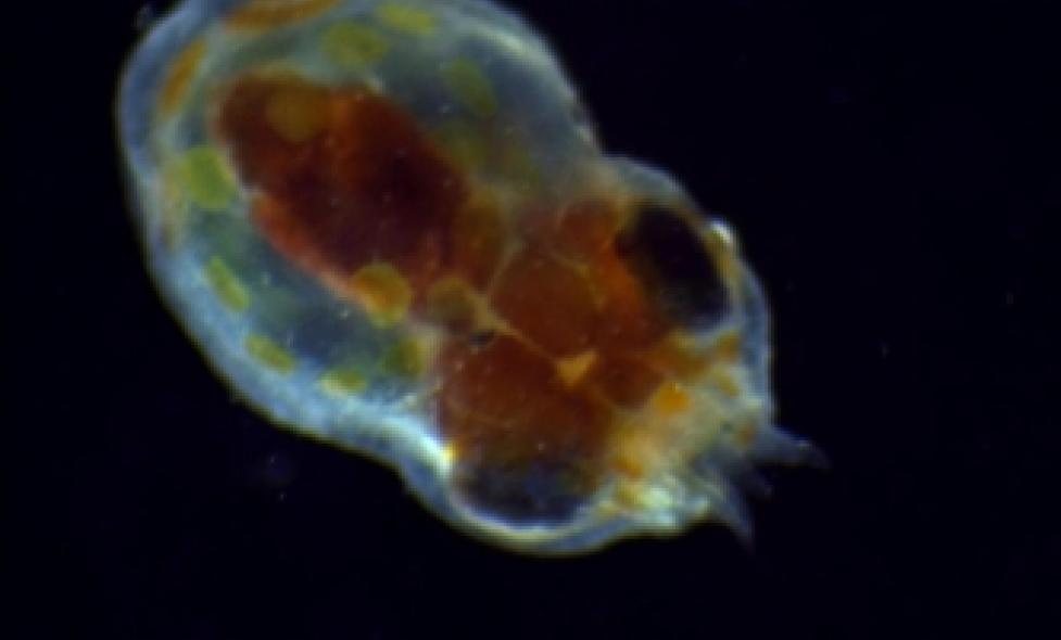 Seiche - Agrandir l'image, fenêtre modale