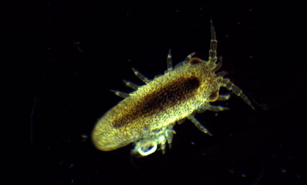 Amphipode - Agrandir l'image, fenêtre modale