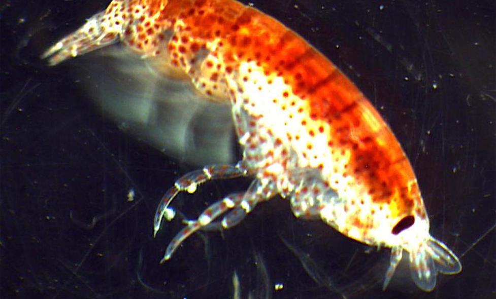 Amphipode - Agrandir l'image, fenêtre modale