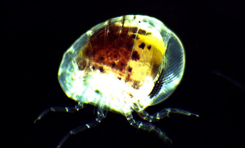 Amphipode - Agrandir l'image, fenêtre modale