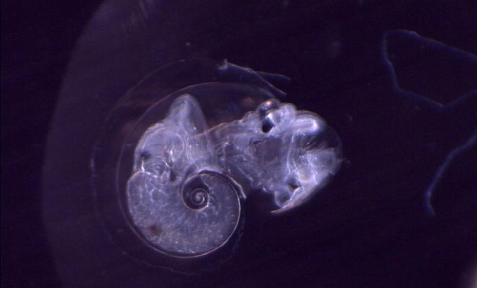 Atlanta - Agrandir l'image, fenêtre modale