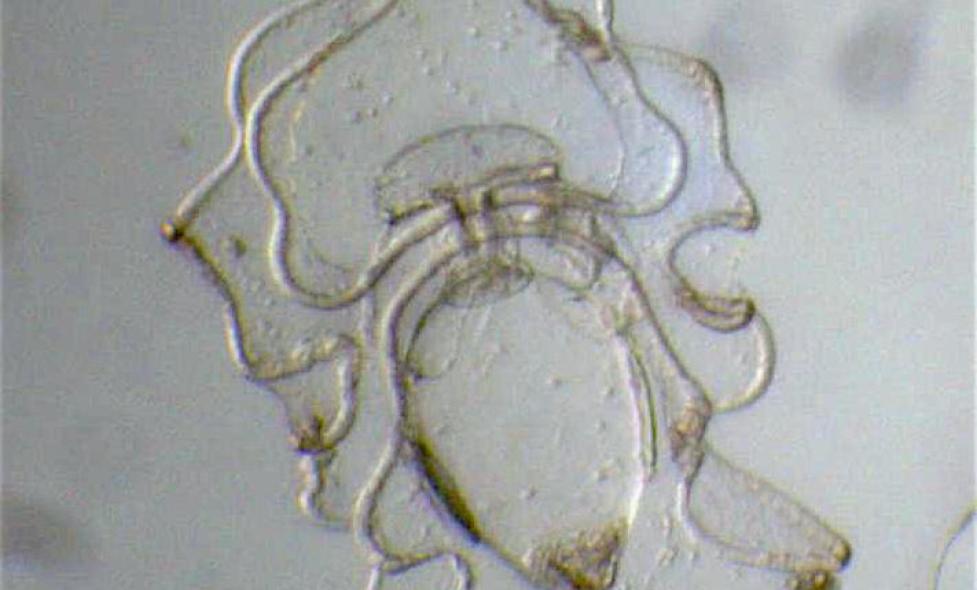 Auricularia - Agrandir l'image, fenêtre modale