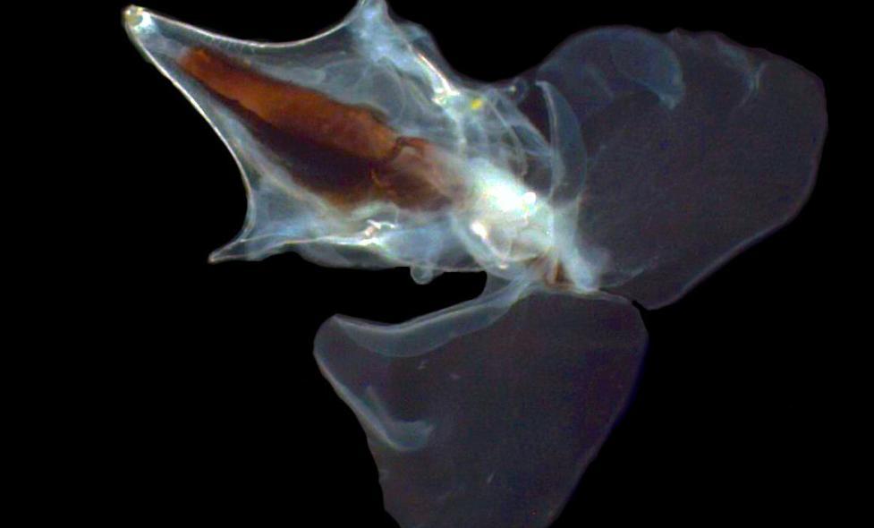 Cavolinia inflexa - Agrandir l'image, fenêtre modale