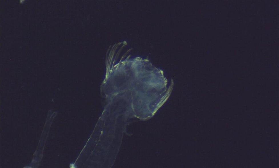 Chaetognate - Agrandir l'image, fenêtre modale