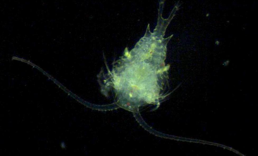 Copépode - Agrandir l'image, fenêtre modale