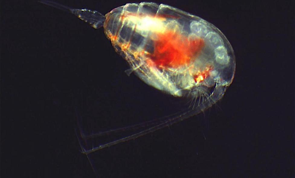 Copépode - Agrandir l'image, fenêtre modale