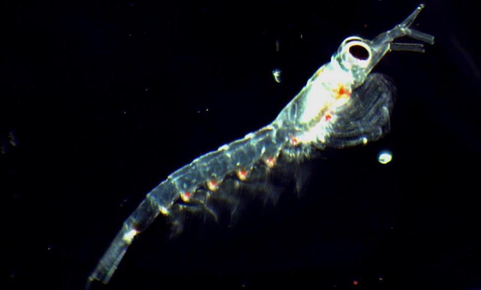 Euphausiacés - Agrandir l'image, fenêtre modale