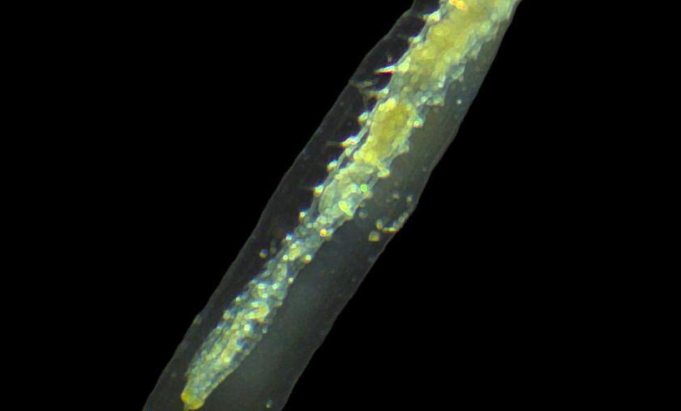 Lanice Conchilega - Agrandir l'image, fenêtre modale