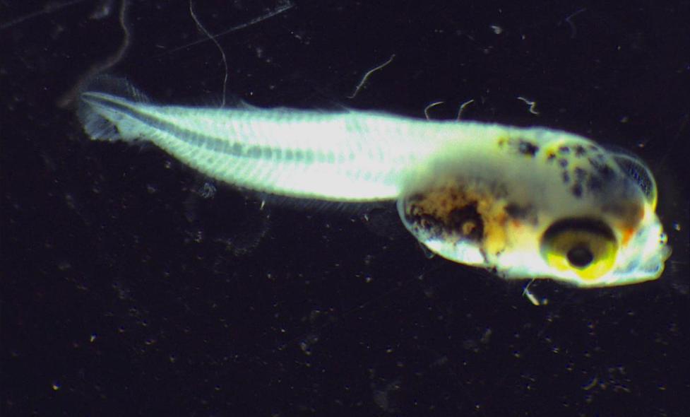 Larve de poisson - Agrandir l'image, fenêtre modale