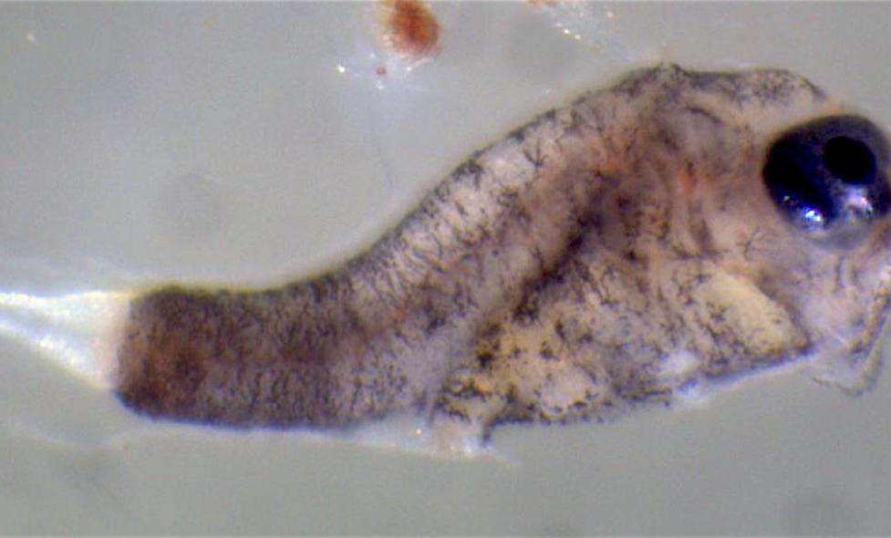 Larve de poisson - Agrandir l'image, fenêtre modale