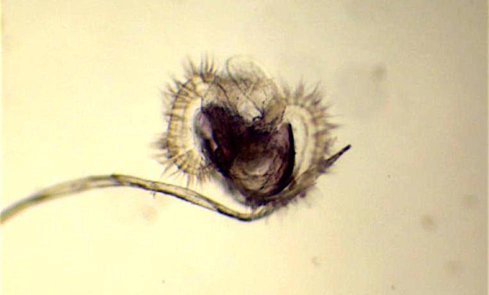 Larve Véligère - Agrandir l'image, fenêtre modale