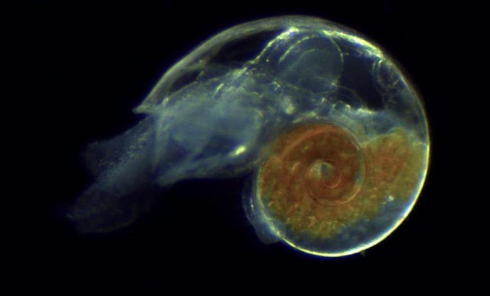 Limacina - Agrandir l'image, fenêtre modale