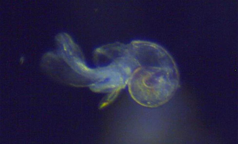 Limacina - Agrandir l'image, fenêtre modale