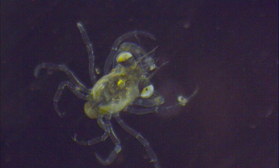 Mégalope de Crabe - Agrandir l'image, fenêtre modale