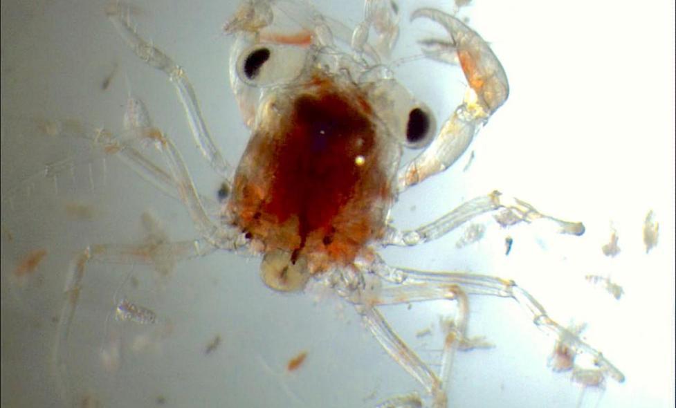 Mégalope de Crabe - Agrandir l'image, fenêtre modale