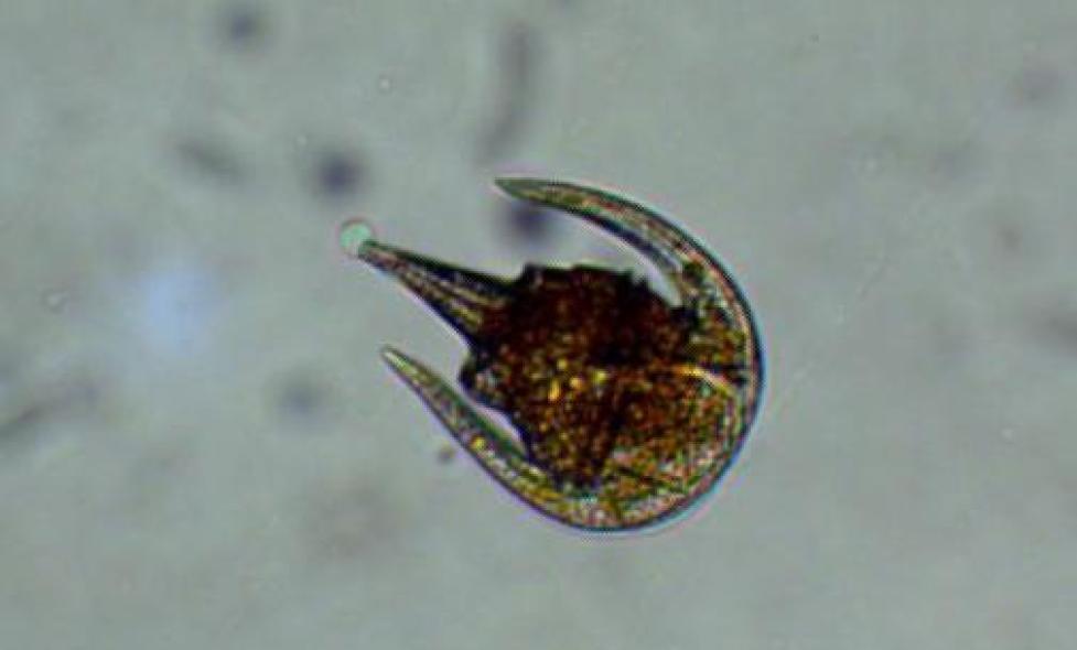 Neoceratium Limulus - Agrandir l'image, fenêtre modale