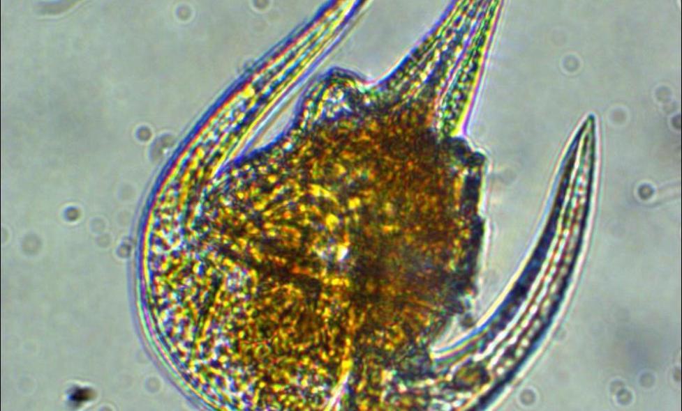 Neoceratium limulus - Agrandir l'image, fenêtre modale