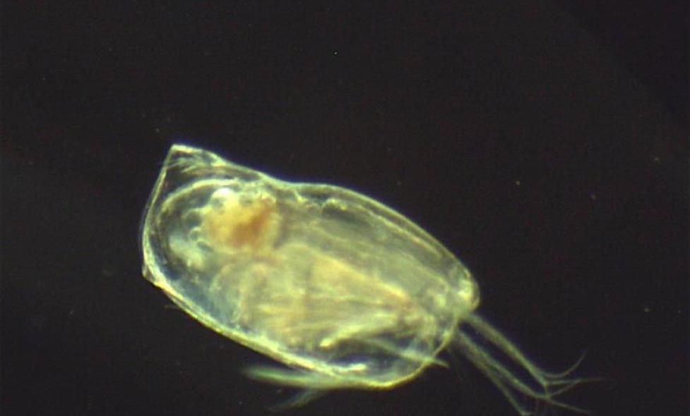 Ostracode - Agrandir l'image, fenêtre modale