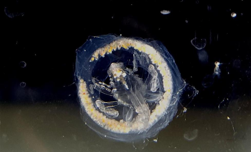 Phronime - Agrandir l'image, fenêtre modale