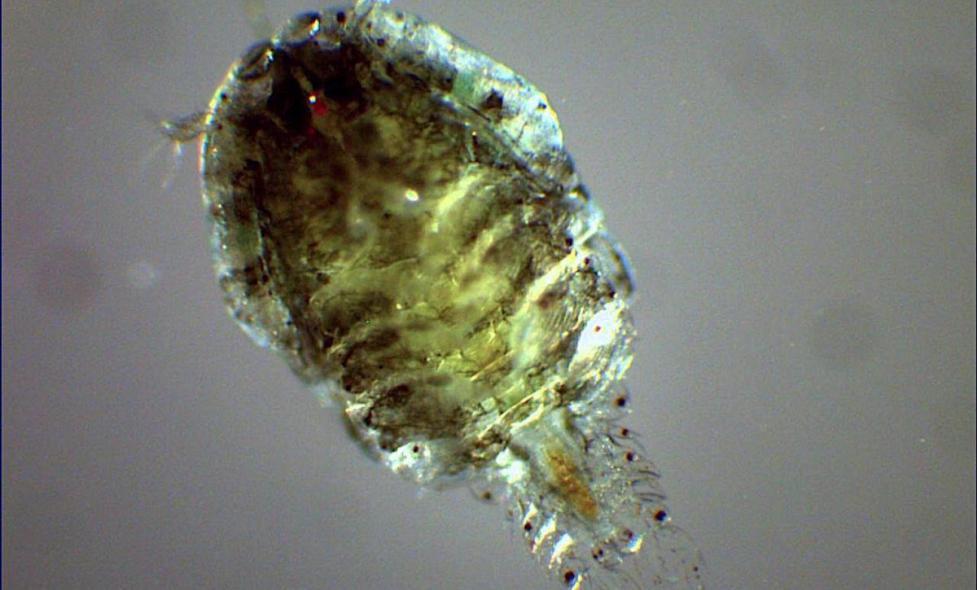 Sapphirina intestinalis - Agrandir l'image, fenêtre modale