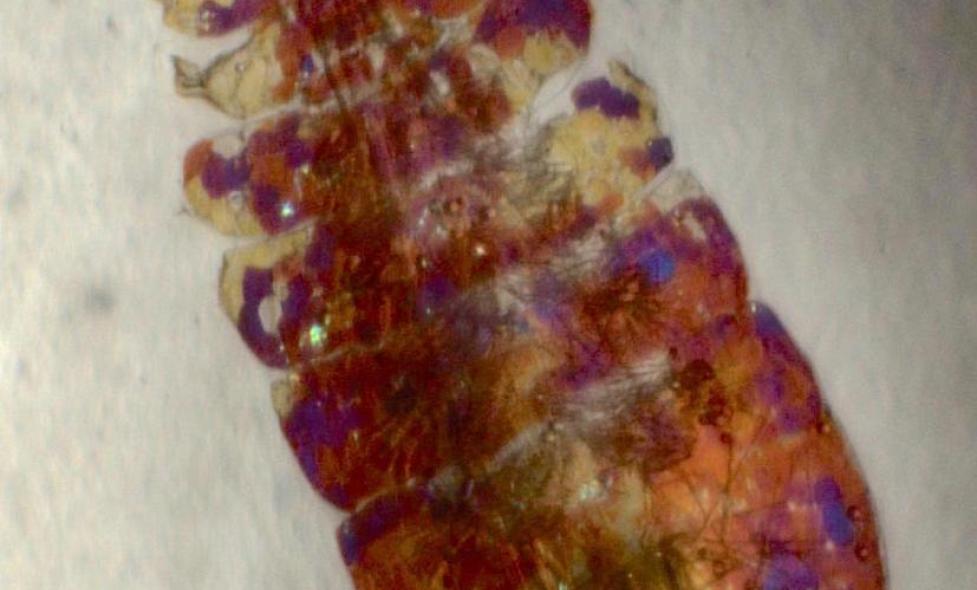 Agrandir l'image, fenêtre modale