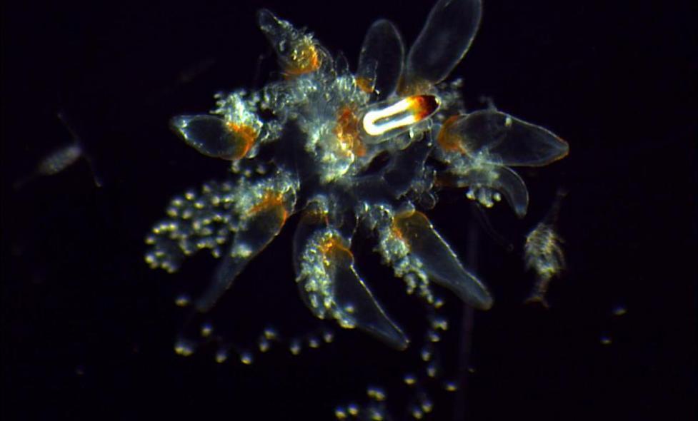 Siphonophore - Agrandir l'image, fenêtre modale