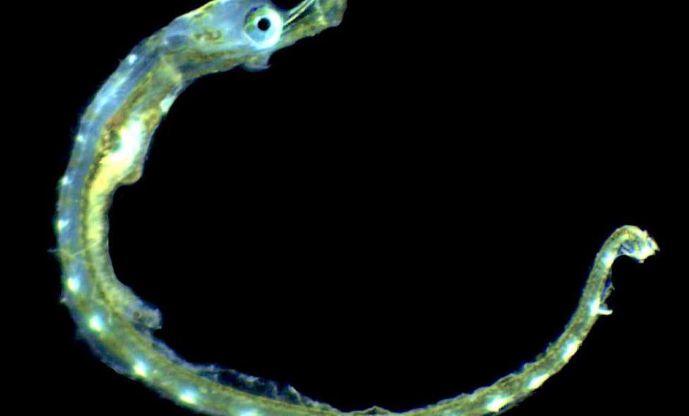 Syngnathe - Agrandir l'image, fenêtre modale