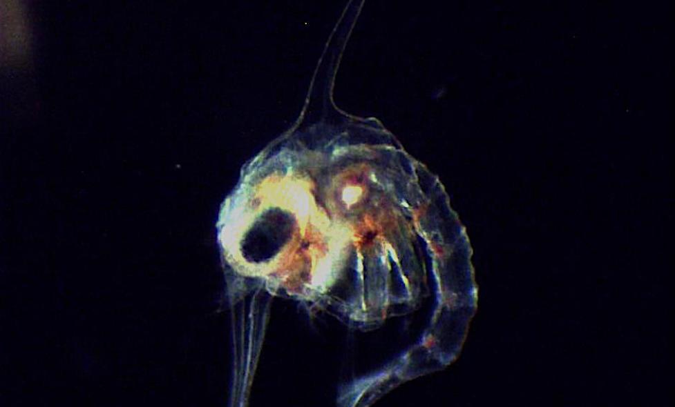 Zoé de crabe - Agrandir l'image, fenêtre modale