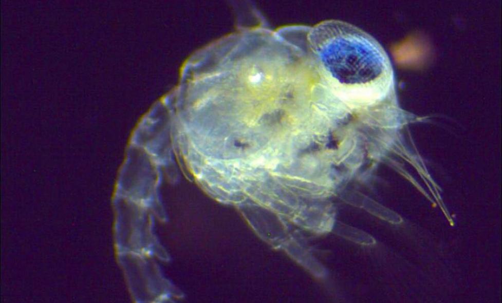 Zoé - Agrandir l'image, fenêtre modale