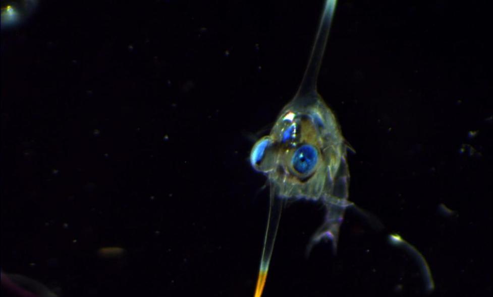 Zoé de crabe porcelaine - Agrandir l'image, fenêtre modale