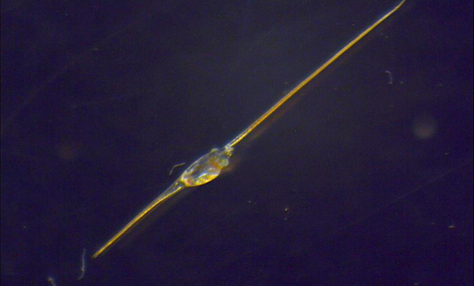 Zoé de crabe porcelaine - Agrandir l'image, fenêtre modale